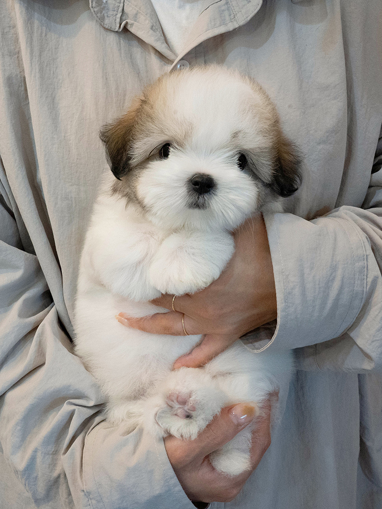 베디 (Bae-Di)