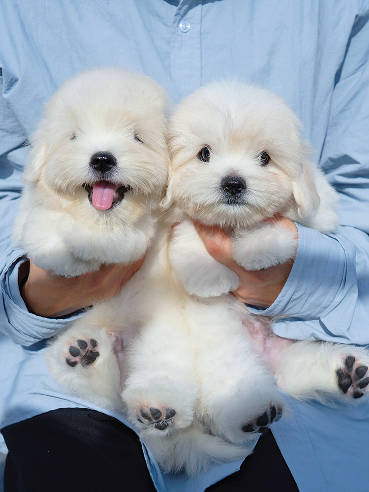 호빵&찹쌀 (HO-PPANG&CHAP-SSAL)