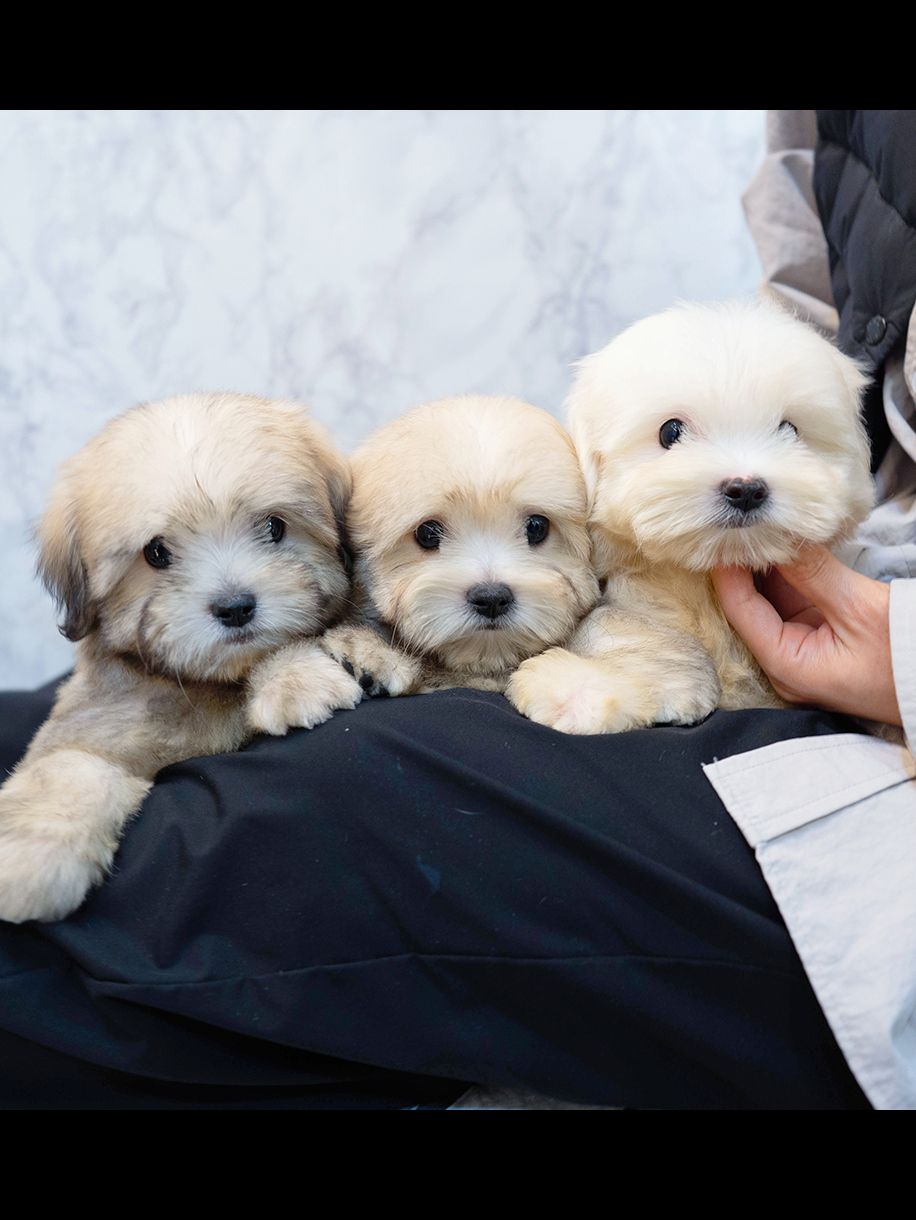 하하&하이&하루(HA-HA&HA-I&HA-RU)