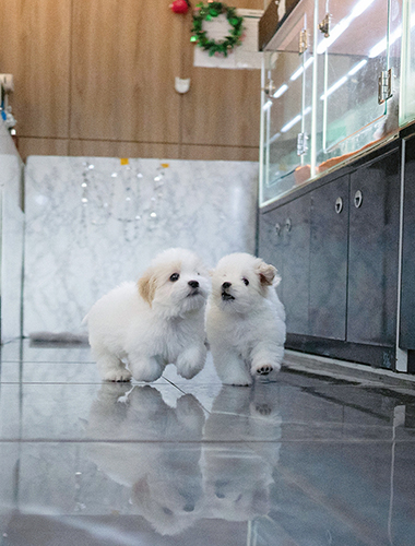 타이칸 &마칸 ( Taycan & Macan)