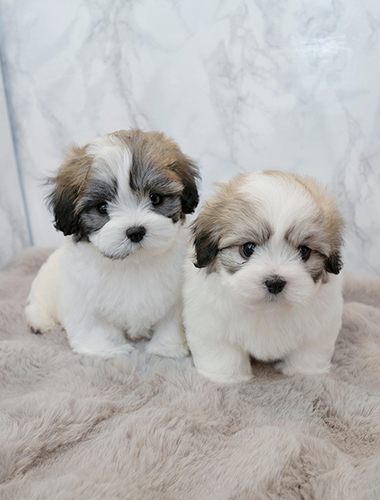 로니 & 로나 (Roni & Rona)