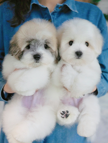 카푸&치노 (Cappu & Ccino)