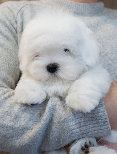 캐빈 (Kavin)