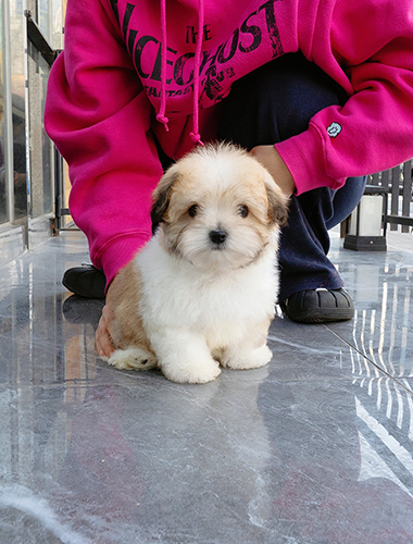 로이 & 로사 (Roy & Rosa)