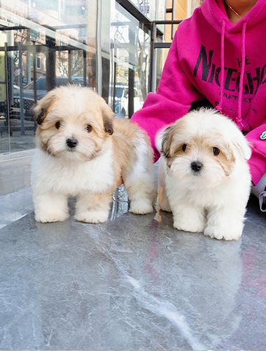 로이 & 로사 (Roy & Rosa)