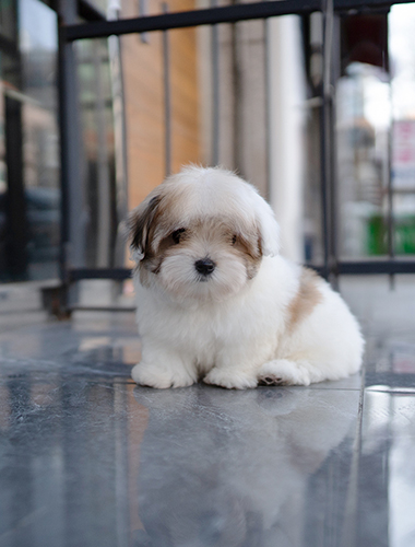 로이 & 로사 (Roy & Rosa)