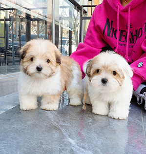 로이 & 로사 (Roy & Rosa)