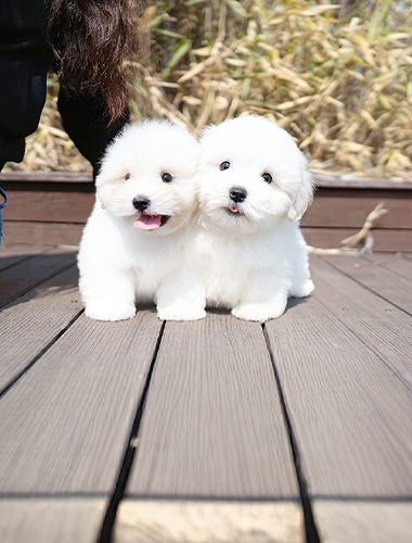 쿠쿠 & 루루 (Coco & Lulu)