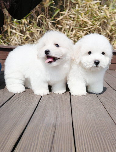 쿠쿠 & 루루 (Coco & Lulu)