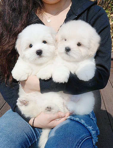 쿠쿠 & 루루 (Coco & Lulu)