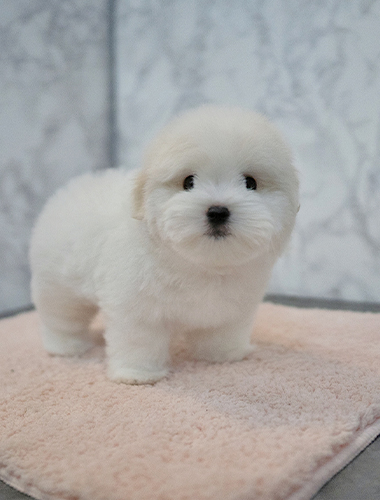 비쥬  (Bijou)