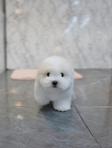 비쥬  (Bijou)