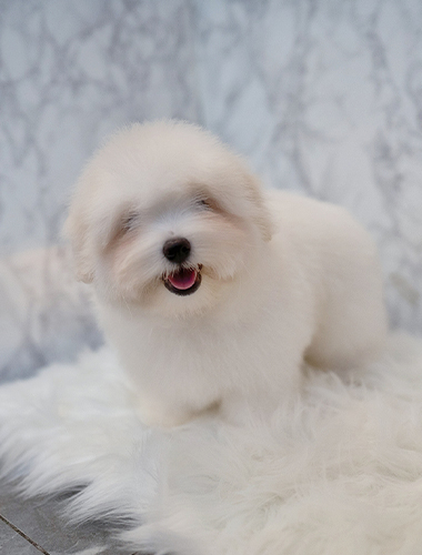 구름이 (Gooreum-i)
