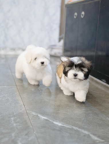 애순이 & 관식이 (Aesoon-i & Gwansik-i)