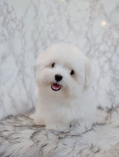 아리 (Alee)
