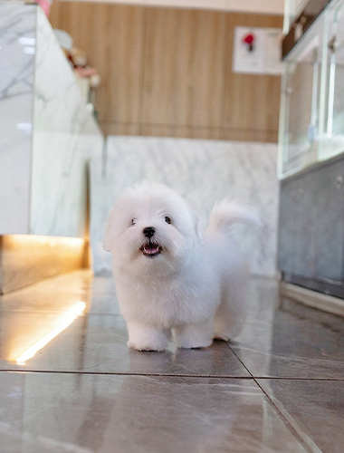 아리 (Alee)