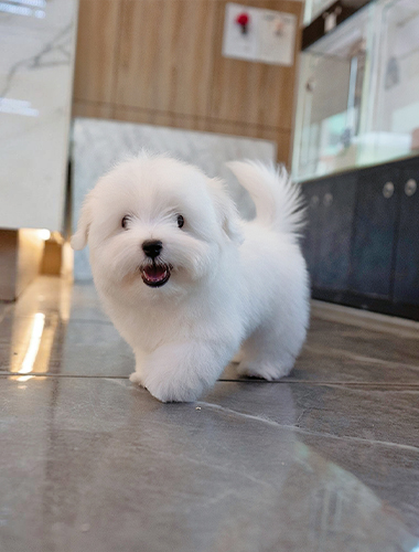 아리 (Alee)