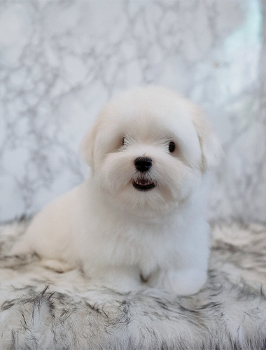 아리 (Alee)