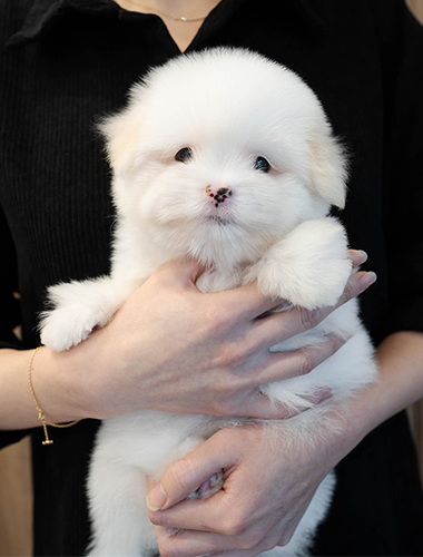 몰랑이 (mollang-i)