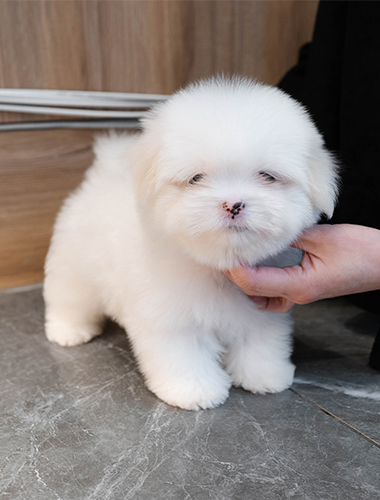 몰랑이 (mollang-i)