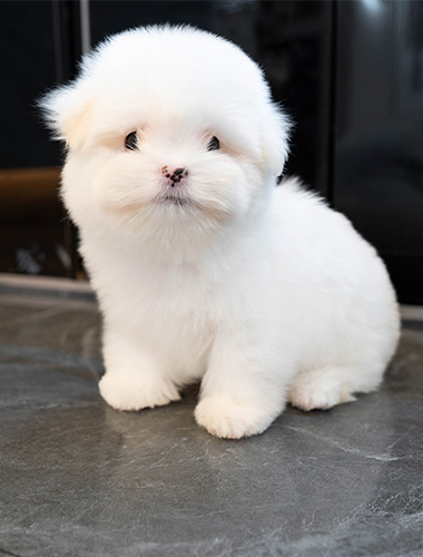 몰랑이 (mollang-i)