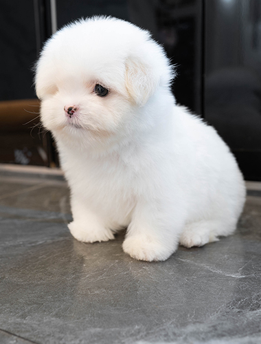 몰랑이 (mollang-i)