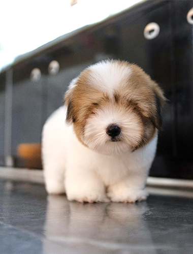 포미 & 구미 (Pomi &  Gumi)