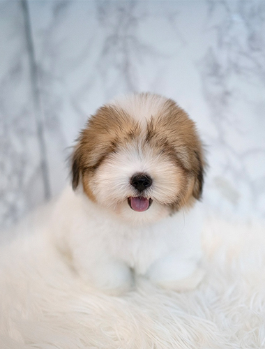 포미 & 구미 (Pomi &  Gumi)