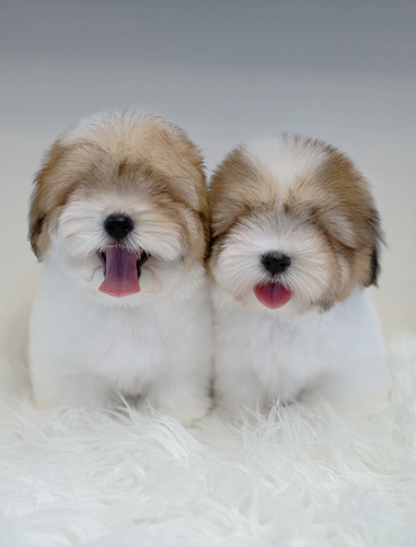 포미 & 구미 (Pomi &  Gumi)