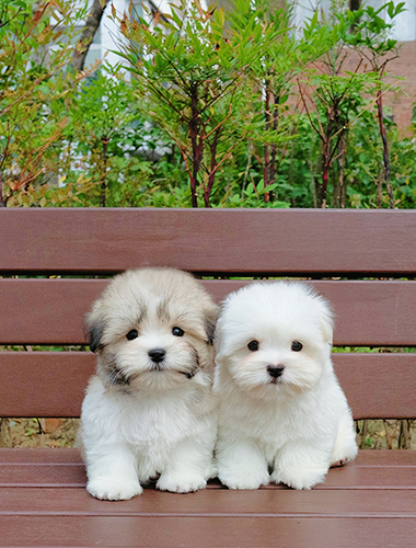 올리버&티거 (Oliver&Teager)