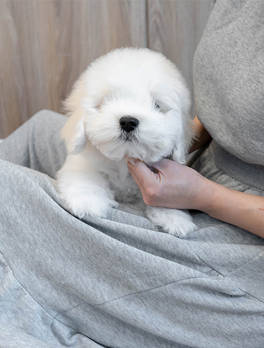 설탕이 (sugar)