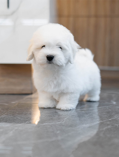 설탕이 (sugar)