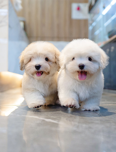 망고 & 탱고 (Mango &Tango)