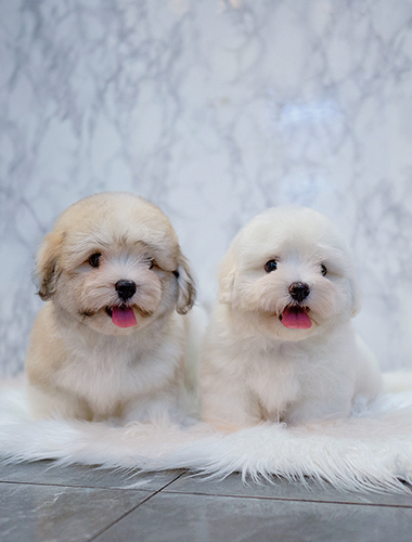 망고 & 탱고 (Mango &Tango)