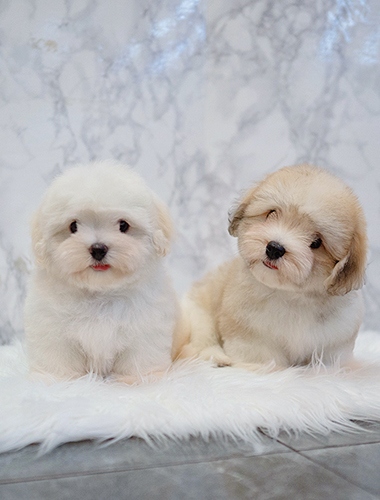 망고 & 탱고 (Mango &Tango)