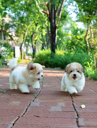 루비 & 루아 (Ruby & Rua)