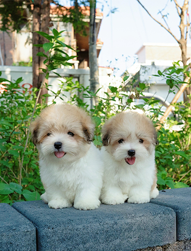 루비 & 루아 (Ruby & Rua)