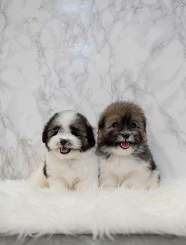 롤리 & 폴리 (Roly & Poly)