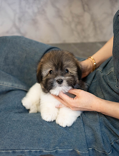 롤리 & 폴리 (Roly & Poly)