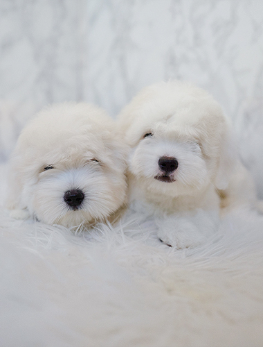 하나 & 두나 (Hana & Duna)