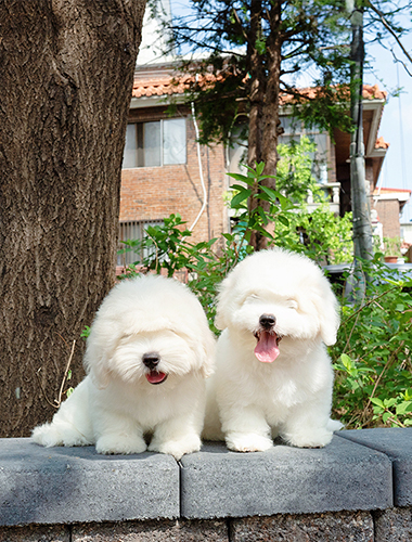 하나 & 두나 (Hana & Duna)