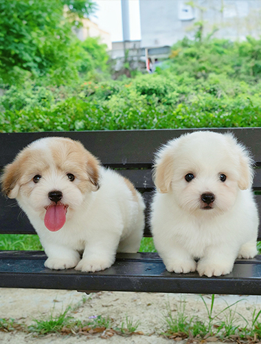 푸딩 & 달링 (Pudding & Darling)