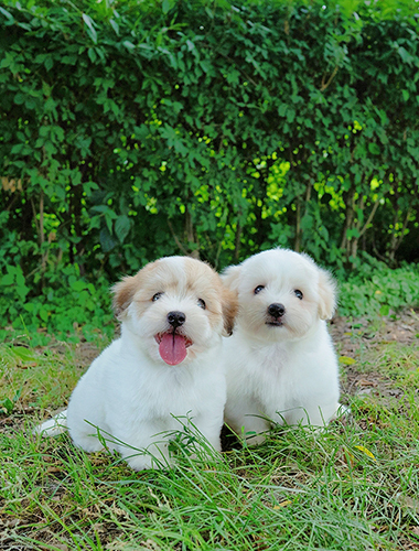 푸딩 & 달링 (Pudding & Darling)