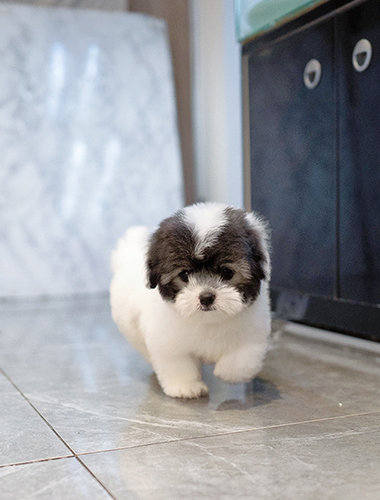 콩순이 (Kongsuni)