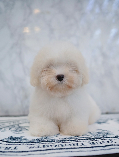 찹쌀이 (Chapsali)