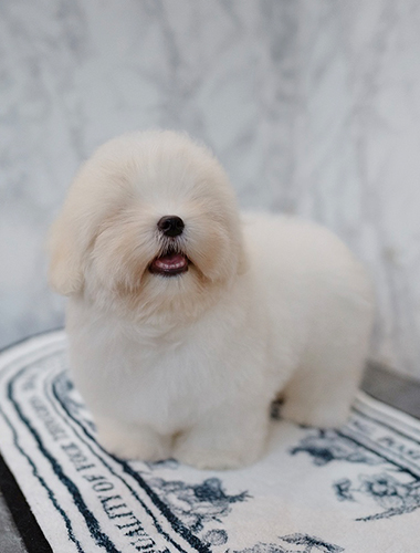 찹쌀이 (Chapsali)