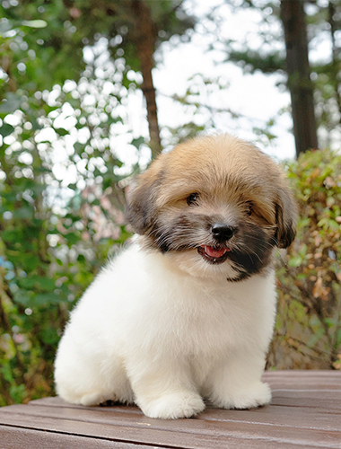 크로와상 (Croissant)