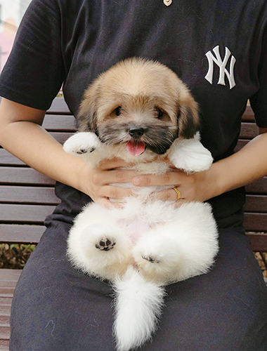 크로와상 (Croissant)