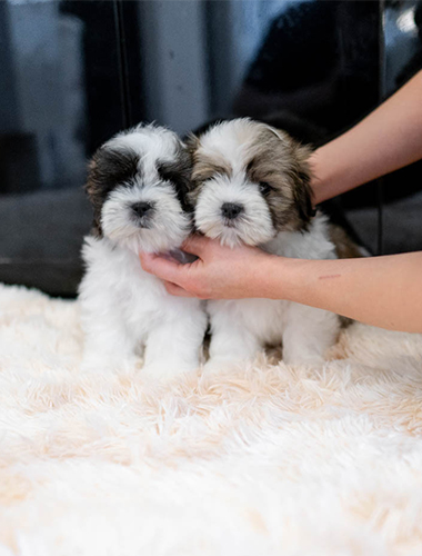 프리티&스위티 (pretty&sweety)