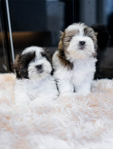 프리티&스위티 (pretty&sweety)